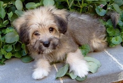 Close up side view - A little fluffy black with tan Tibetan Terrier puppy is laying on a walkway and there is a bush behind it.