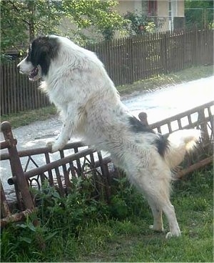 The left side of a white with black Tornjak that is jumped up against a small metal wall and it is looking to the left. Its mouth is slightly open and it looks like it is smiling. The dog is an extra large breed with a thick coat.