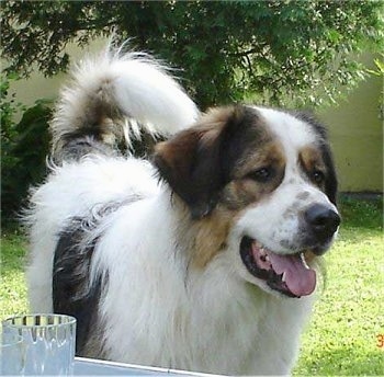 Close up front view - A huge, large breed, thick coated, white with black and tan Tornjak dog is standing in a yard in front of a small wall and it is looking to the right. Its mouth is open and its tongue is sticking out. It has a big black nose and its tail is curled up over its back.