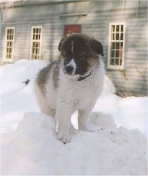 A fluffy, thick coated, white with tan and black Tornjak puppy is standing on a pile of snow. It is looking down and to the left. There is a house behind it.