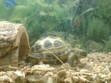 Right Profile - A dark green and light green Russian tortoise is standing at the bottom of an aquarium and it is facing the right.