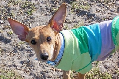 Close up - The front left side of a tan Toy Rat Doxie that is wearing a colorful t-shirt standing on sandy, patchy grass looking forward. The dog has a short coat, round brown eyes, a black nose and very large perk ears that are set wide apart.