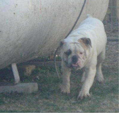 A white with tan English Bulldogge/Olde English Bulldogge mix breed dog is walking next to a big white tank outside. Its head is level with its body. The dog has a lot of extra skin.
