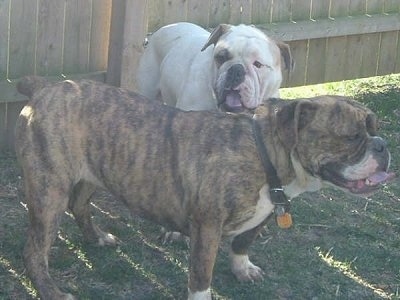 Two bulldogs in front of a wooden privacy fence - A white with tan English Bulldogge/Olde English Bulldogge mix is standing in grass and in front of it is a brindle English Bulldogge/Olde English Bulldogge mix breed dog. They both are panting.