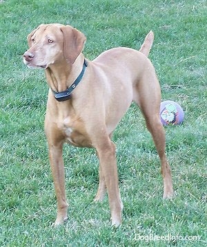 The front left side of a red Vizsla that is standing on grass and there is a ball behind it. The dog's short tail is sticking straight out to the back, it is graying around its snout and it is wearing an electric fence collar.