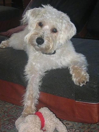 Ted (aka Teddy) the Wel-Chon at 10 months old (Bichon / Welsh Terrier mix)