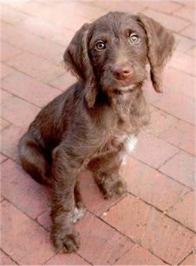 The front right side of a brown with a tuft of white Weimardoodle puppy that is sitting across a brick surface.