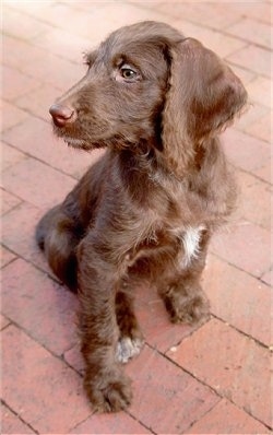 A wavy coated brown with a tuft of white Weimardoodle puppy that is sitting across a brick surface and it is looking to the left.
