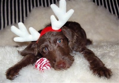 A dark brown Weimardoodle puppy is laying down on a fluffy white rug. It has a red and white ball next to it and a pair of antlers on its head.