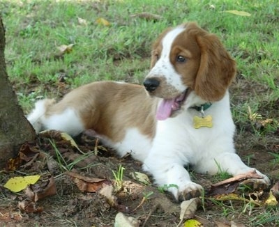 The front right side of a happy looking white and brown Welsh Springer Spaniel puppy. The puppy has its mouth open, tongue out and it is looking to the left.