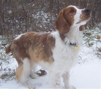 A brown and white Welsh Springer Spaniel that is standing on a snowy surface and it is looking up and to the right. The dog has a wavy coat with shorter hair on its head and ears. It has a black nose.