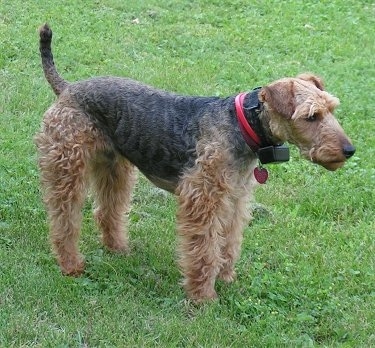 The right side of a black with brown Welsh Terrier that is wearing a red collar. Its tail is arched in the air and it is looking to the right. It has longer wavy hair on its legs, eye brows and snout and shorter hair on its back and tail. It is wearing an electric fence collar.