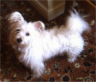Top down view of a white Weshi that is standing across a carpeted floor and it is looking up.