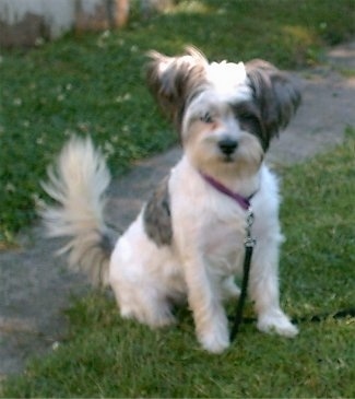 The front right side of a white with grey Weshi dog sitting in grass and it is looking forward. It has longer hair on its snout, ears and tail wiht shorter hair on its body.