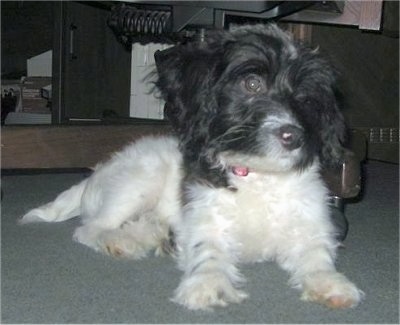 A white with black Westiepoo is laying on a carpet and it is looking to the right. It has pink pigment on its black nose and longer hair on its head with wide round dark eyes.
