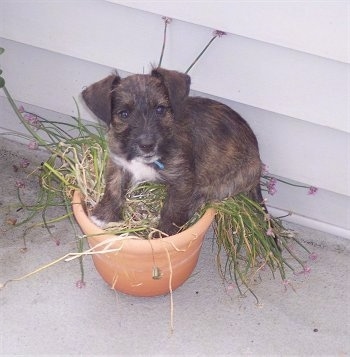 Top down view of a brown with black West of Argyll Terrier puppy that is laying in a potted plant on a porch. It has v-shaped ears that fold over to the front.