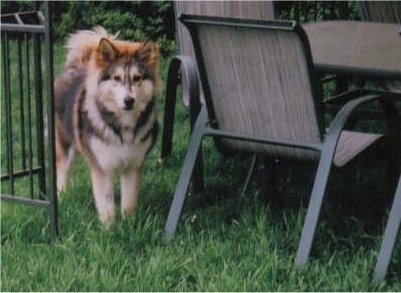 A fluffy, thick coated, brown with black and white Wolamute is standing in a yard next to an outside table.