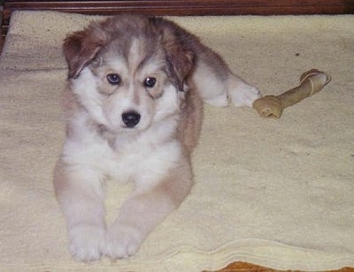 A brown with white Wolamute puppy is laying on a blanket and to the right of it is a rawhide. The dog has small ears that hang down to the sides and a thick, soft looking coat.