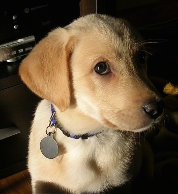 Close Up upper body shot - A yellow Labrador Retriever puppy is sitting in front of an entertainment stand looking to the left.