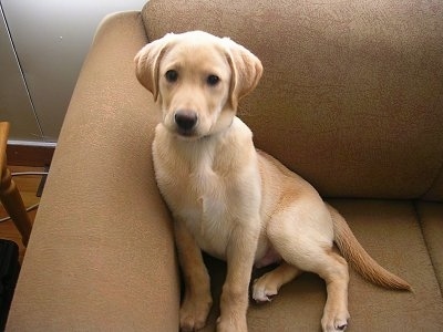 A yellow Labrador Retriever puppy is sitting against the back of a tan couch