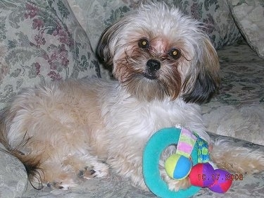 The right side of a fluffy tan with black Yorkie Apso that is laying across a couch there is a toy in front of it. The head of the small dog is slightly tilted to the right. It has darker hair on its ears and muzzle, a black nose and dark round eyes with black lips.
