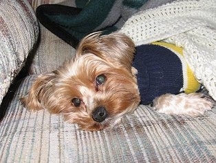 Joey the tan Yorkie is wearing a blue and yellow sweater laying on a tan striped couch under a light yellow crochet blanket.