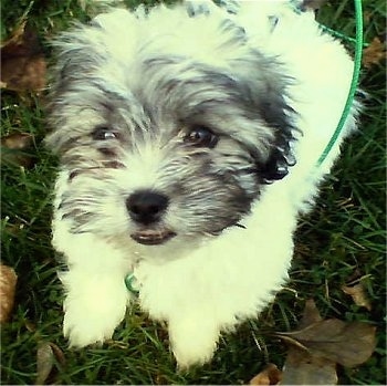 Close up - A white with gray and black Zuchon puppy is laying in grass and it is looking up. It has a thick furry coat.