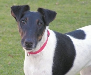 Close up head and upper body shot - The front left side of a black and white Smooth Fox Terrier that is standing in grass. It is looking forward and its head is slightly tilted to the right. It has small v-shaped ears that fold over to the front.