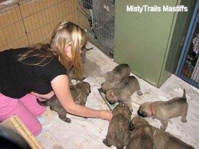 Girl getting in the middle of puppies eating out of mini food troughs