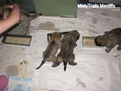 Puppies eating out of mini food trough
