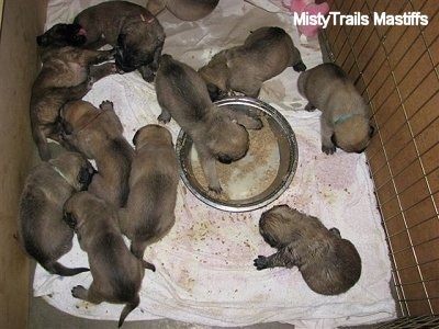 A big litter of puppies around a food bowl and one puppy inside of the dog bowl