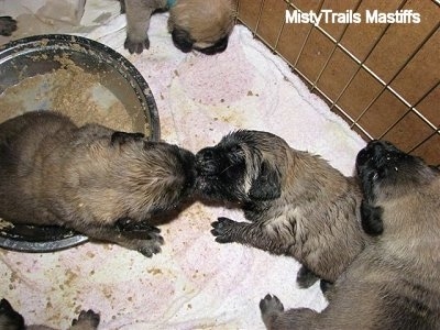 Puppies keep getting inside of the mush bowl all wet making a big mess