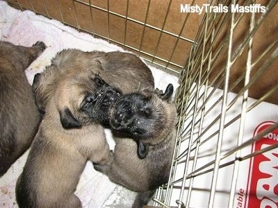 Close Up - Puppies against the cage in each others face
