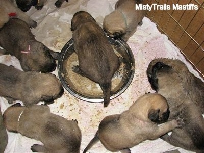 Three week old puppies get their first feeding of mush