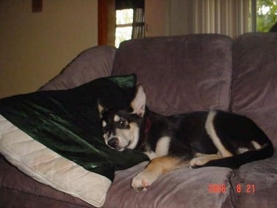 The left side of a black with tan Alaskan Husky puppy that is laying on a couch with its head on a pillow