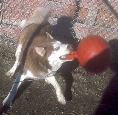 A brown and white Alusky is playing with a red rubber ball with a handle on it in front of a fence