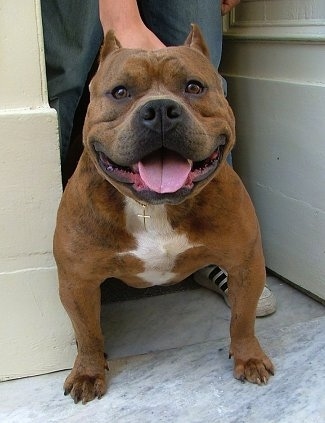 View from the front - A large headed, wide, short-legged, tan with white American Bully is standing on a marble surface with its tongue showing. Its ears are cropped small and its mouth is very wide. There is a person behind it holding its collar which has a golden cross pendant hanging from it.