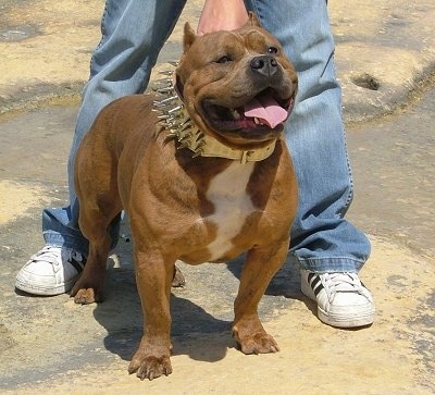The front right side of a brown with white American Bully that is standing in dirt, its mouth is open and its tongue is hanging out. There is a person standing behind it holding its spike collar.