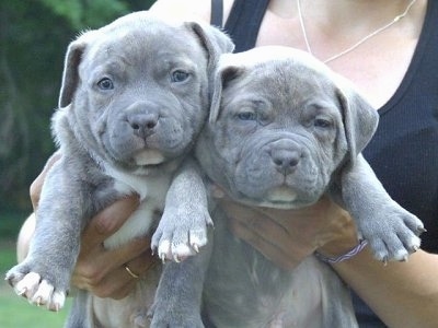 Two American Bully Puppies being held in the air by a person. they are outside.