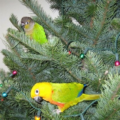 A Green Cheek bird and a Jenday Conure arestanding in a Christmas tree that has lights wrapped around it.