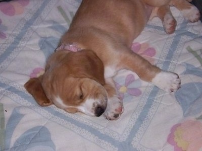The front left side of a Basset Retriever puppy that is sleeping on a blanket