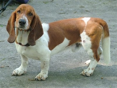 Right Profile - Bandit the Basset Hound standing in sand
