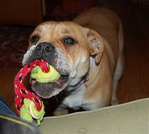 Close up - A tan and white Beabull has a rope toy, with two tennis balls attached to each end, in its mouth.