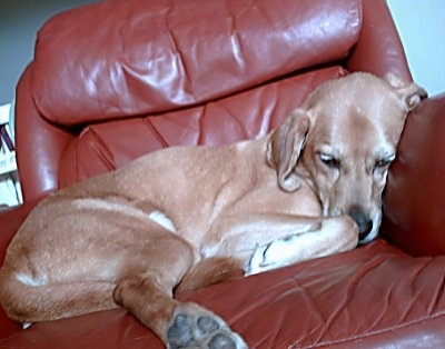 A tan Labbe is sleeping in a red leather recliner