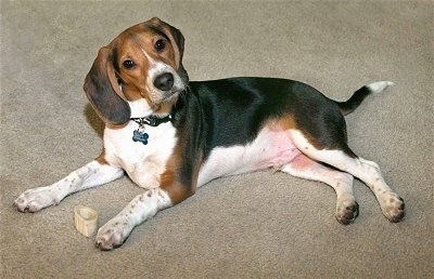 Max the Beagle pup laying on a carpet with a dog bone in front of him