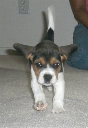 Lexi the Beagle puppy running along a carpet