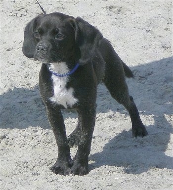 The front left side of a black with white Bea Griffon puppy that is standing in the sand and it is looking ot the left.