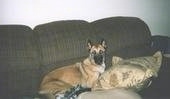 Kia the Belgian Malinois laying on a couch next to a pillow