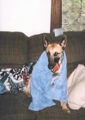 Kia the Belgian Malinois sitting on a couch with a toy tennis ball in its mouth and a blue towel wrapped around it