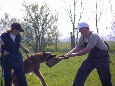 The right side of a brown Belgian Shepherd Laekenois that is having a tug of war with a person in front of it. There is a person behind it pulling it back. This is apart of its IPO training.